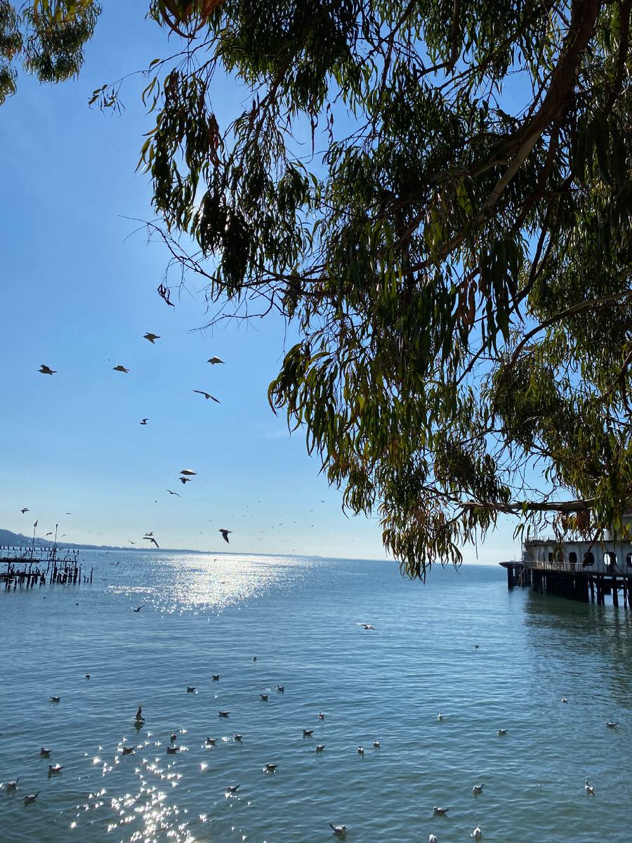 Птичий базар