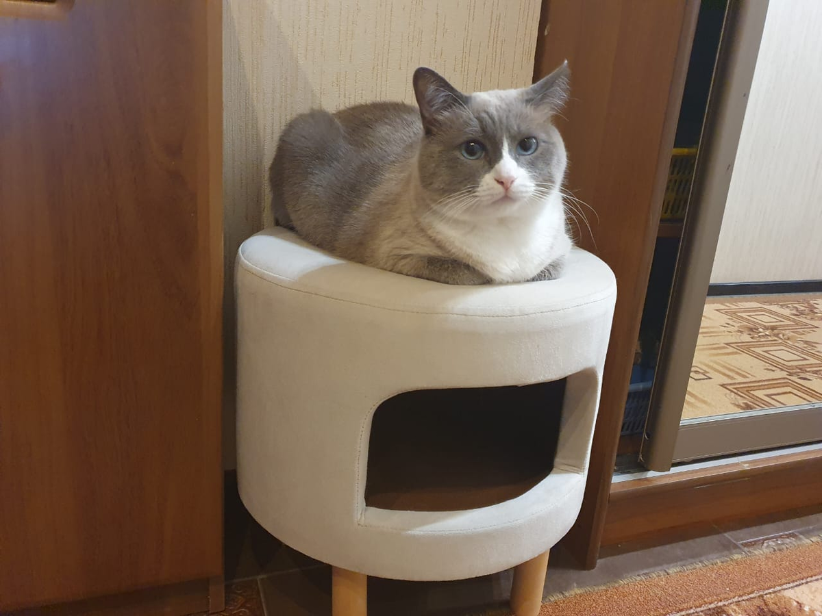 Котя-Мотя во всей красе.