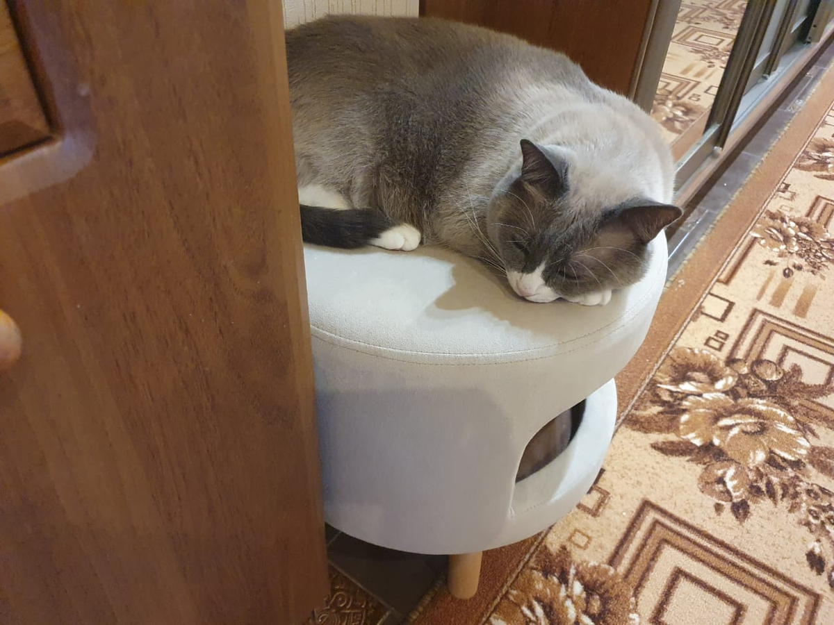 Лучшее время суток для кота – это сон.