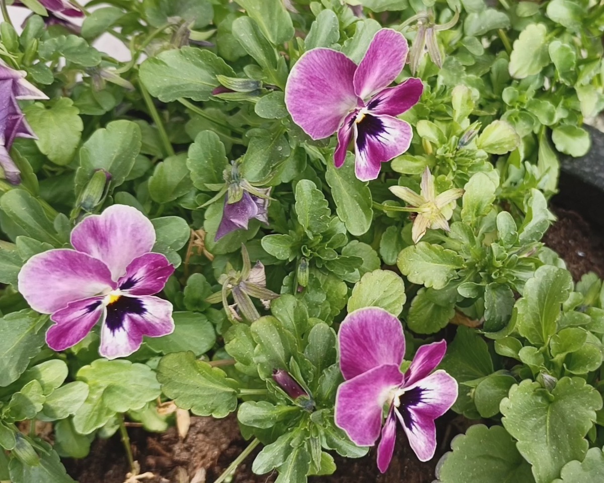 Имеретинская набережная, февраль 2025 года