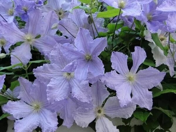 Голубой Ангел