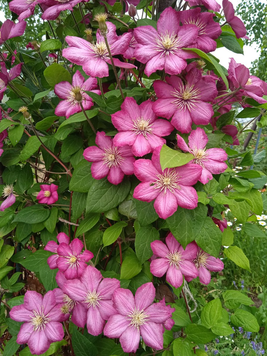 Виль де Лион в моём саду