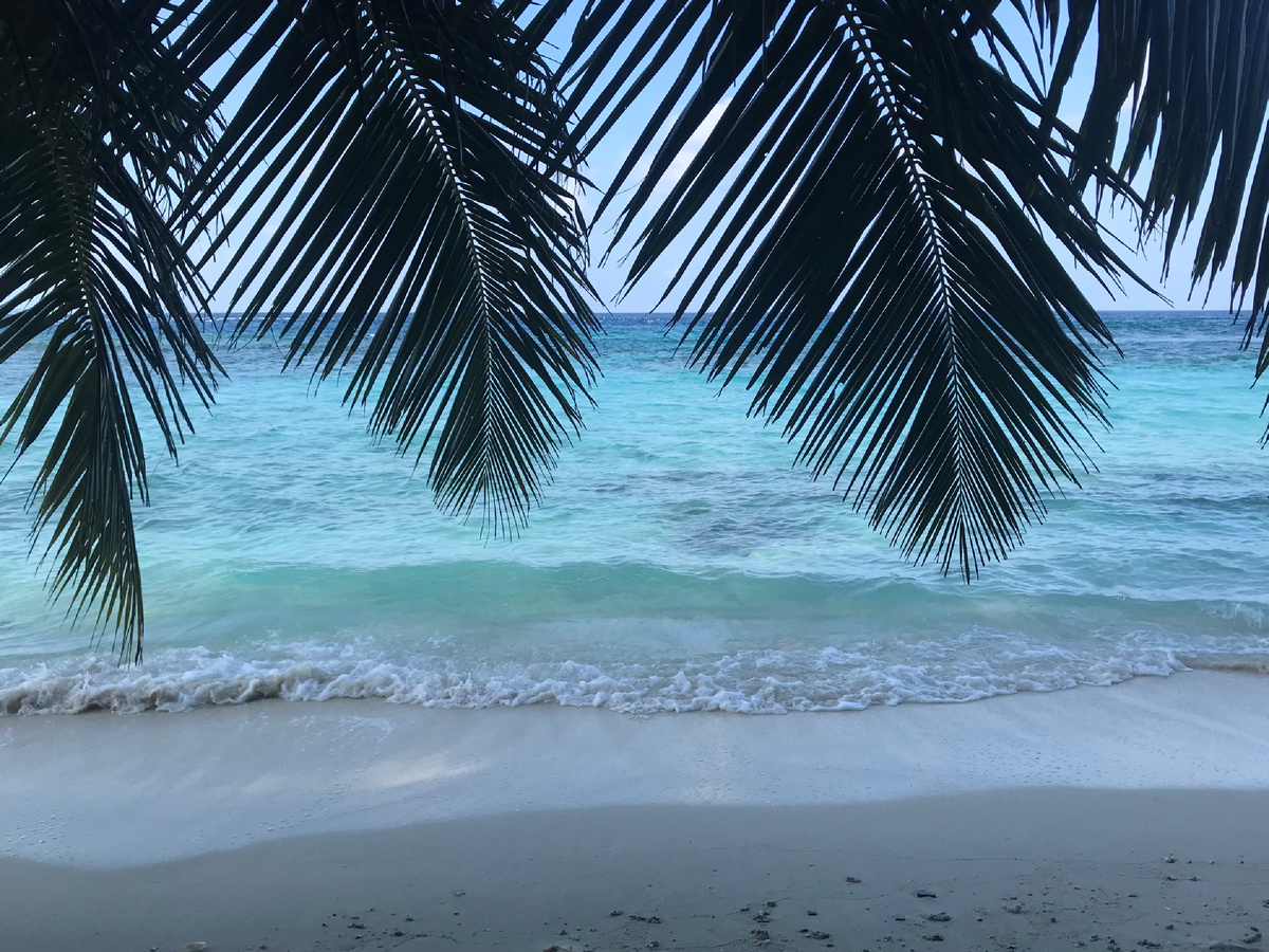 Вид на океан сквозь пальмовые ветви. Фото автора