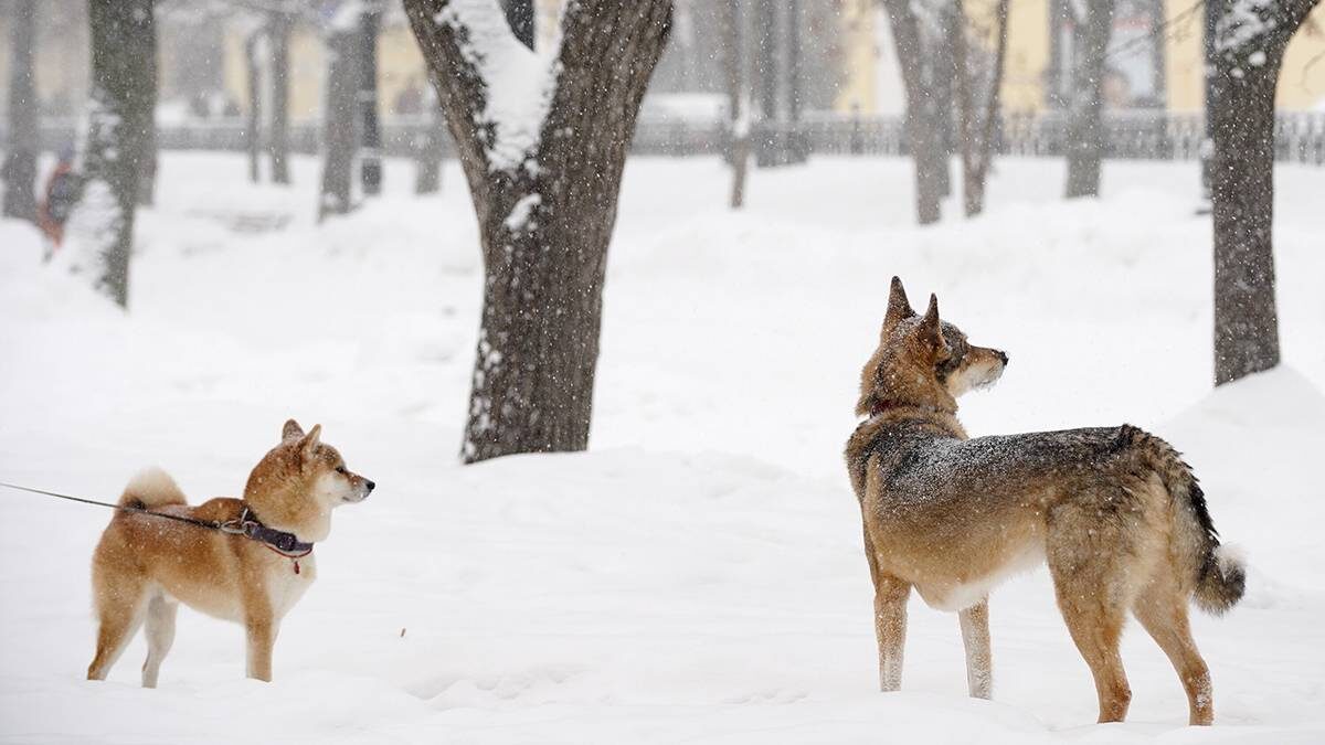    Фото: Александр Авилов / АГН Москва