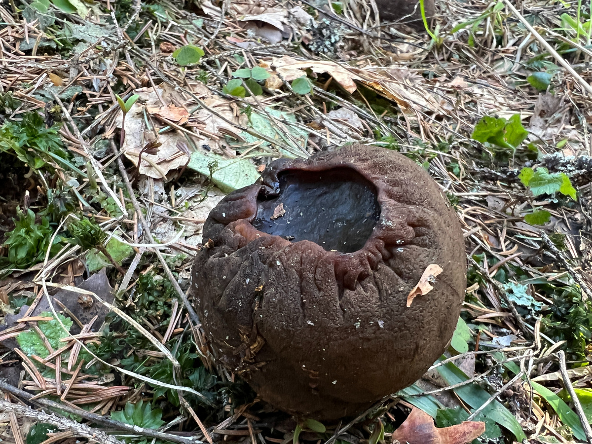 Фото автора. 07.04.2024 Смоленская обл.