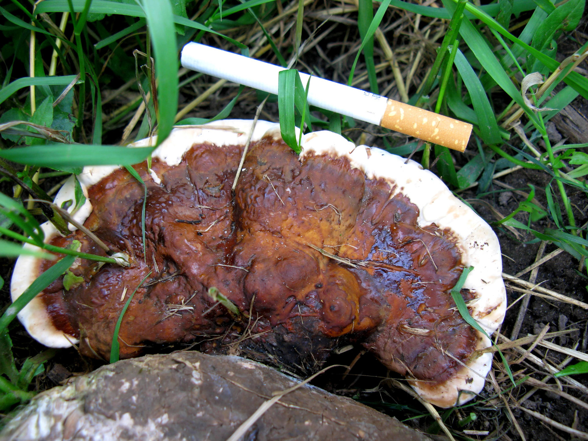 Фото автора. Рейши выросший в огороде на искусственно зарощенном блоке 