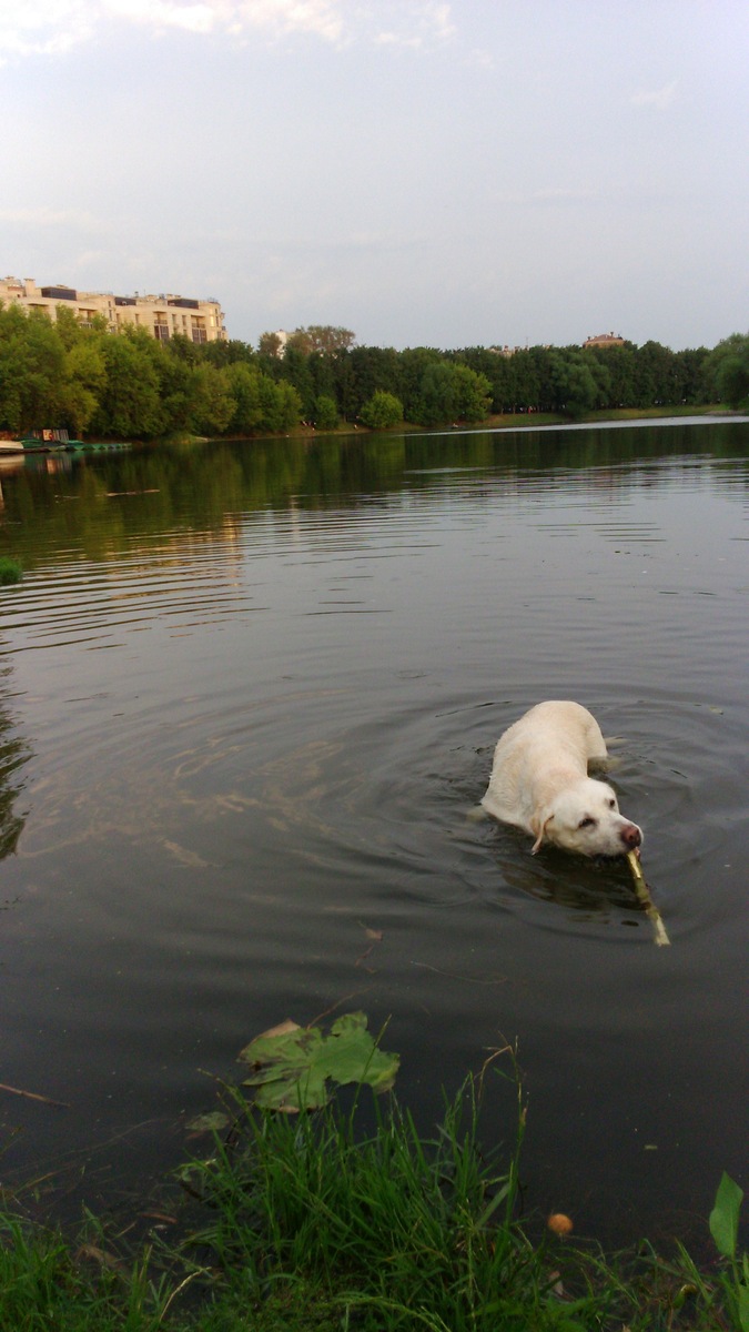 Злата в в Измайловских прудах. Фото А.Троилиной 