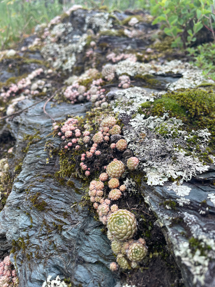 Просто здоровый камень на берегу Катуни, усыпанный милыми суккулентами