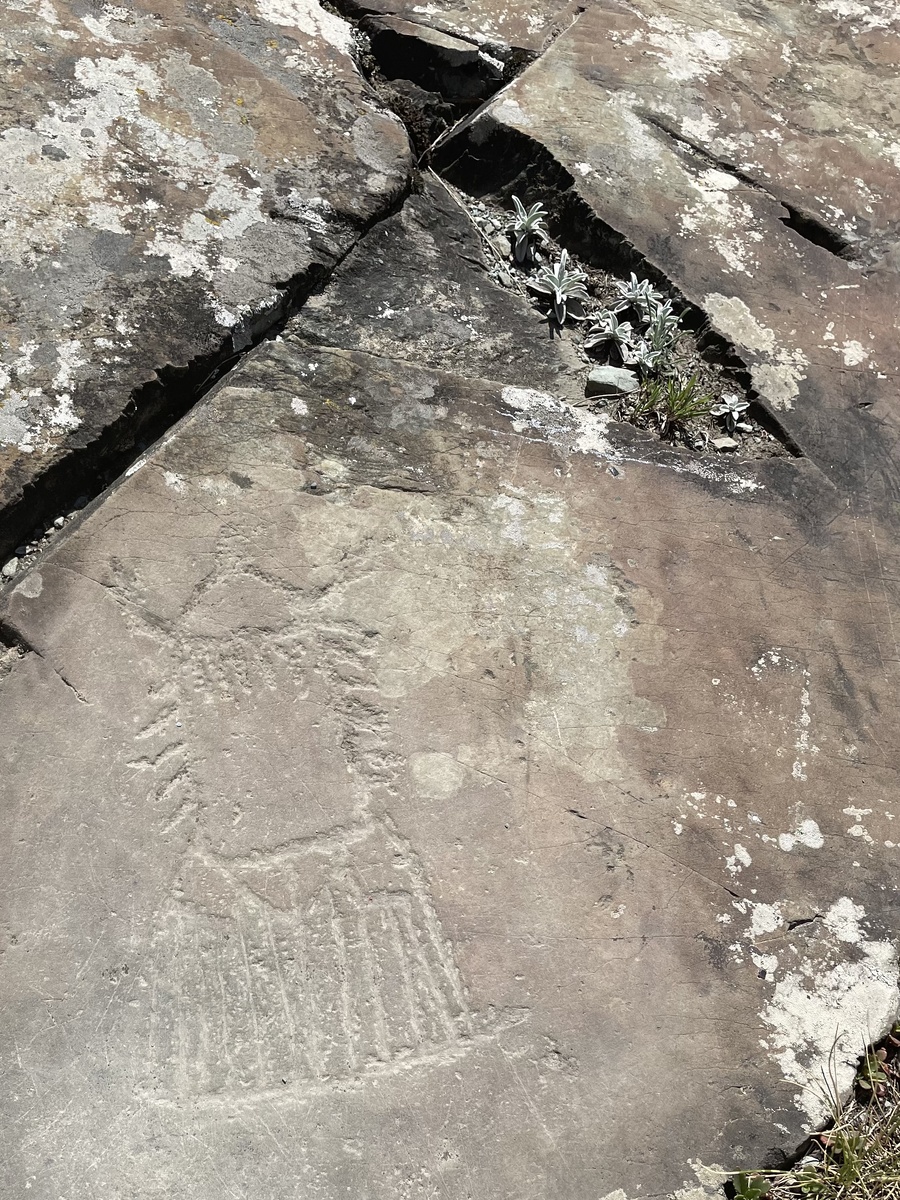 Этому рисунку несколько тысяч лет, породы вокруг скалистые, а в небольших расщелинах растут неприхотливые суккуленты