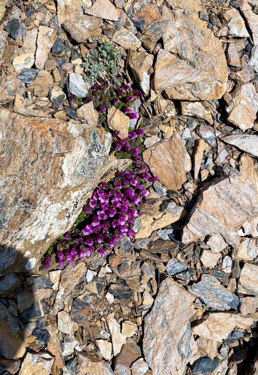 В горах, на высоте более 3-х тысяч метров над уровнем моря, в безжизненых скалах, где только-только сошел снег - зацвели суккуленты.

