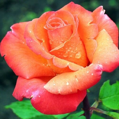 Вото из энциклопедии роз