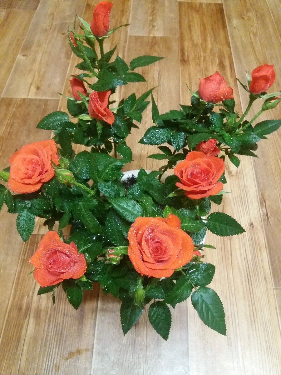 Комнатная роза. Источник фото ВК