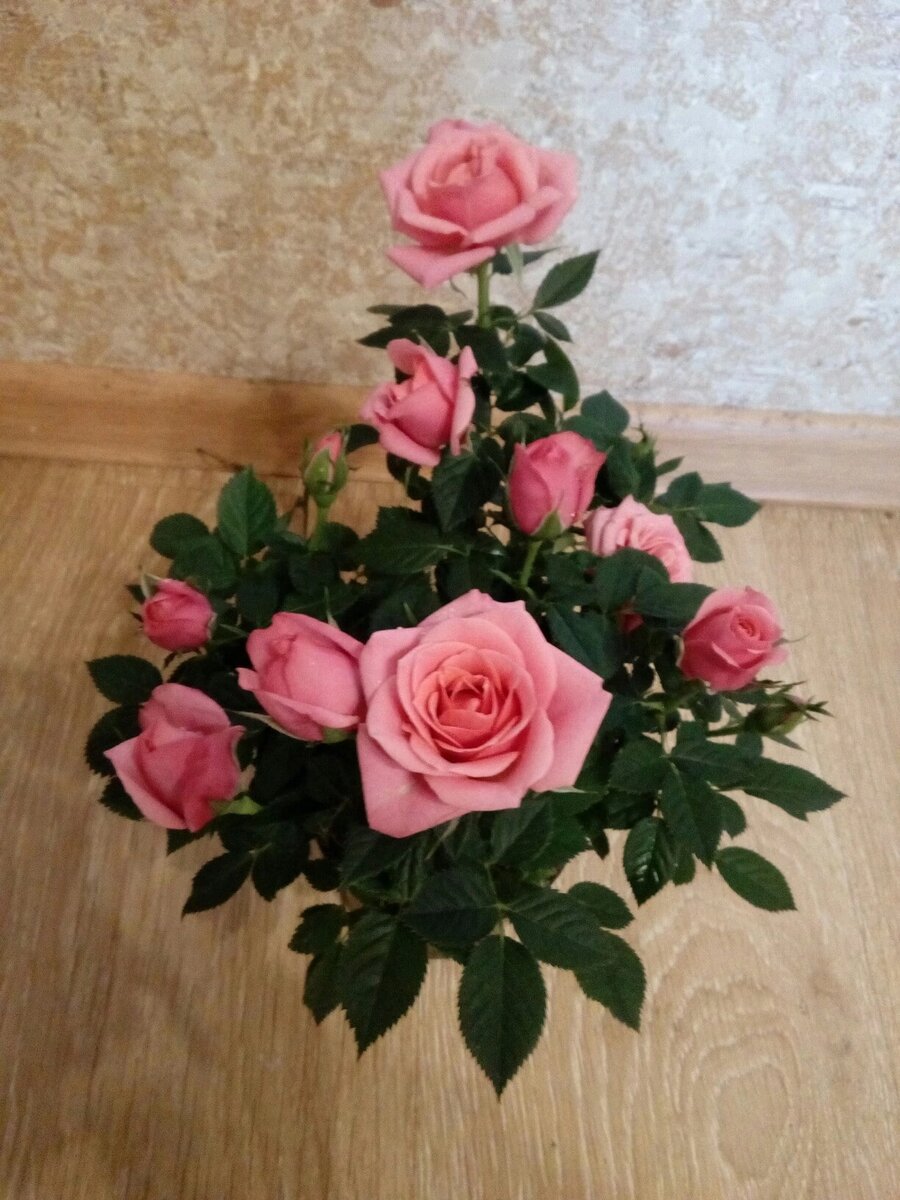 Комнатная роза. Источник фото ВК