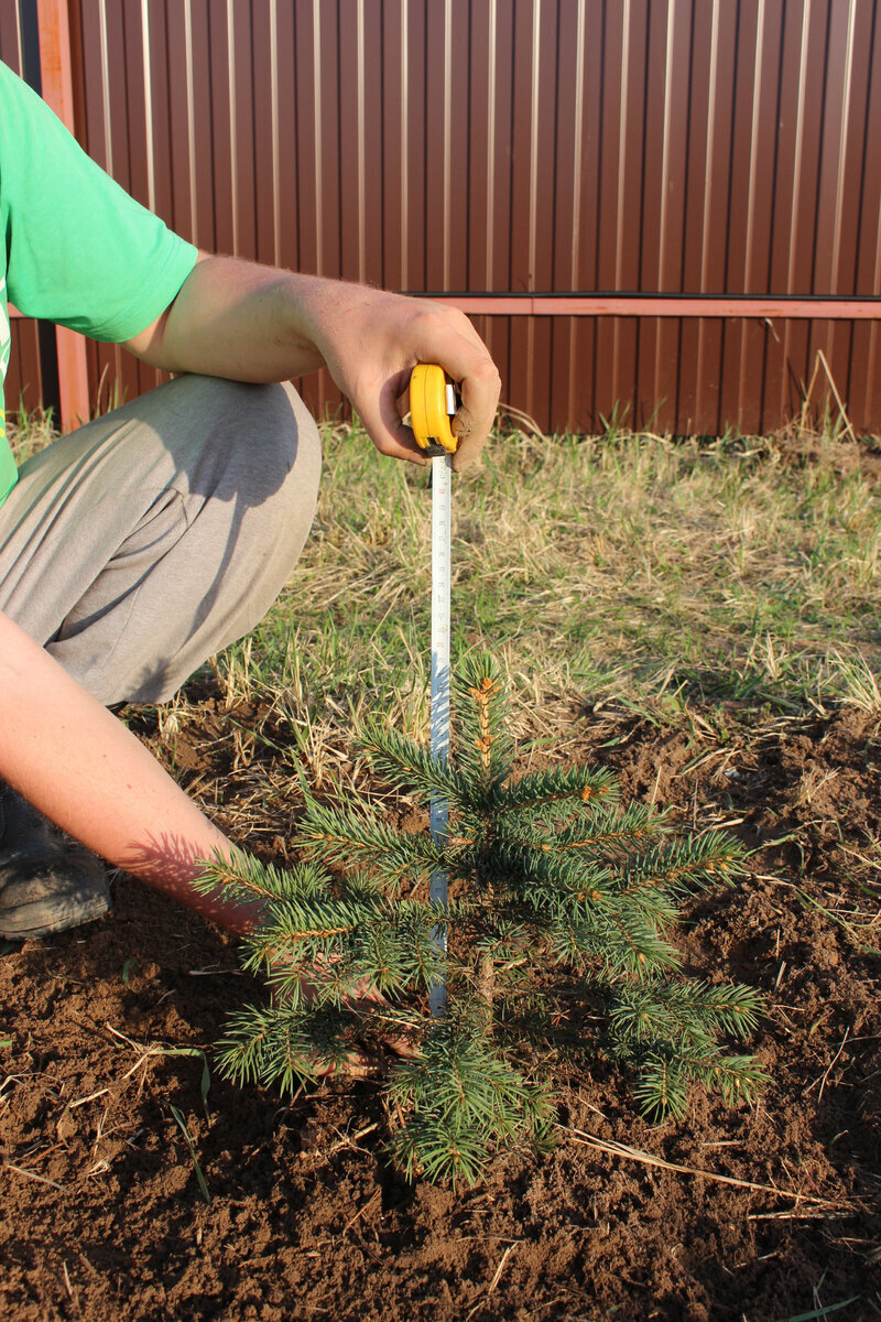посадка на постоянное место, 5 мая 2018 года, высота 30 см.