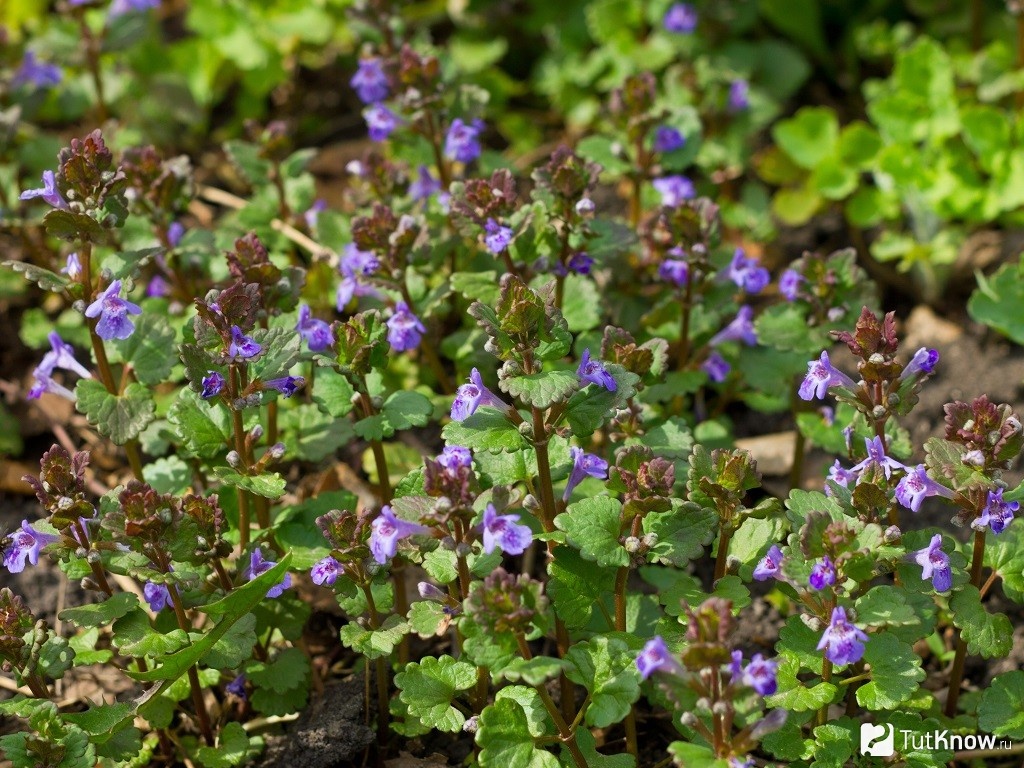 Фото из открытого источника