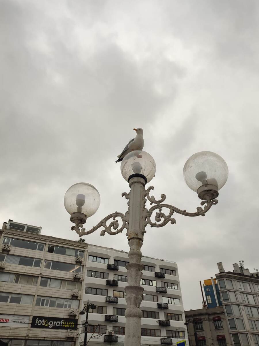 Стамбульская чайка шлёт привет из Турции