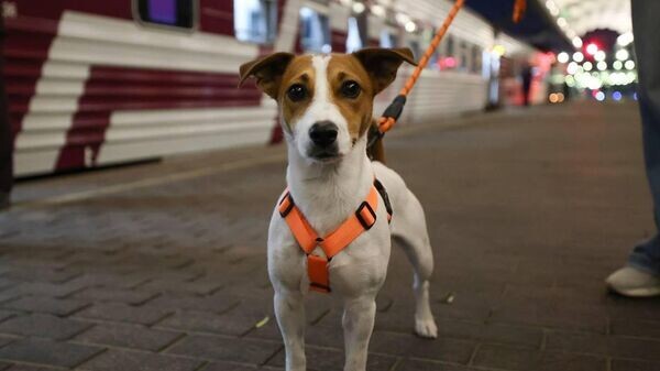    © Пресс-служба компании-перевозчика "Гранд Сервис Экспресс"