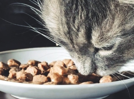 Почему кошка из влажного корма слизывает чаще всего желе или соус, а кусочки оставляет