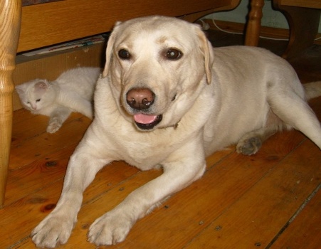 Злата и кот-альбинос Пук были друзьями.  Фото А.Троилиной