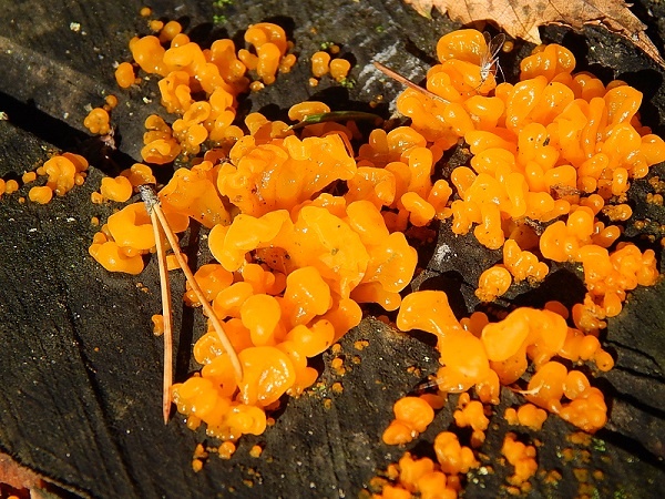 /Дакримицес пальчатый - Dacrymyces palmatus.