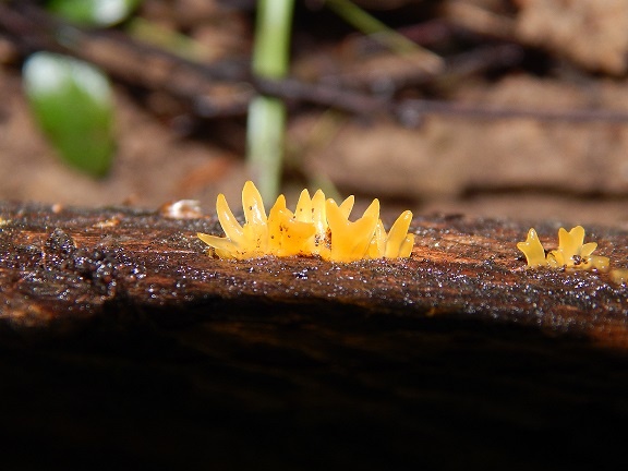 Сalocera furcata - калоцера двузубая