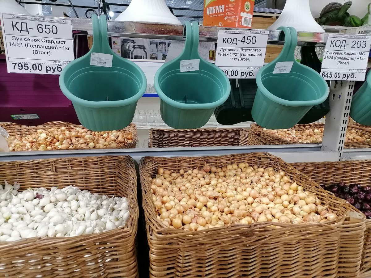 Лук-севок из Голландии, цены в Кемерово, Сибирь, на февраль 2025