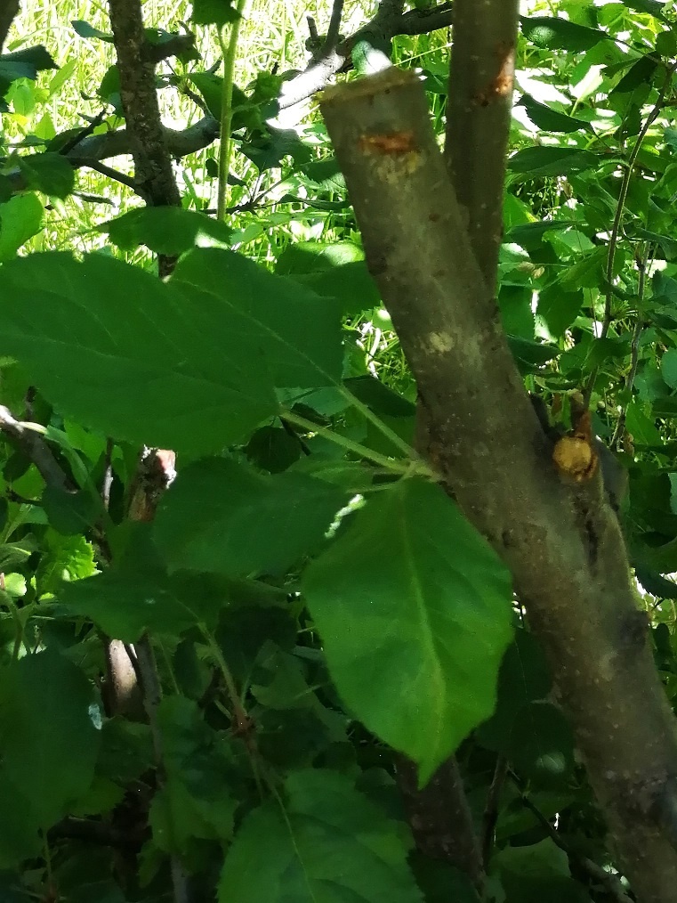 Почка привитаю на дичок в прошлом году.