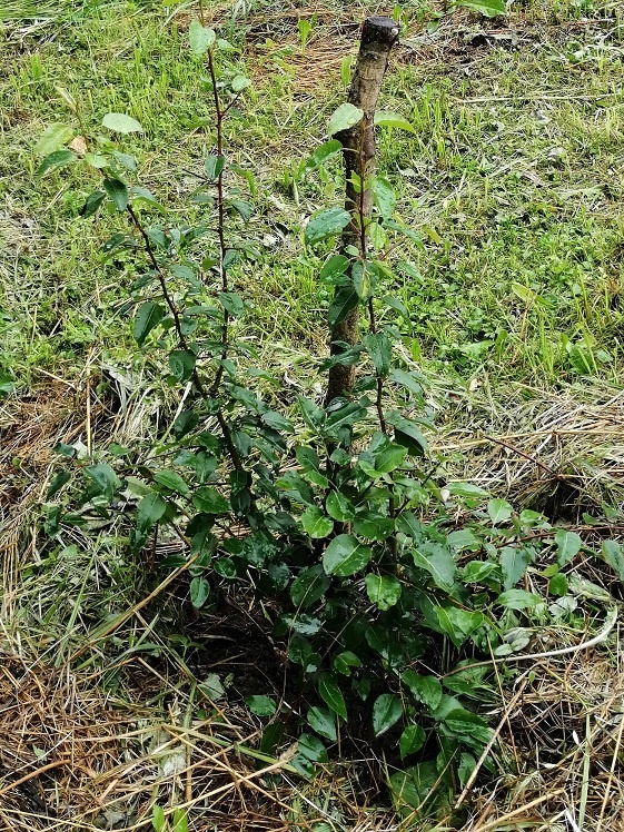 Груша Лада. Ее зимой объел лось, поэтому такая маленькая.