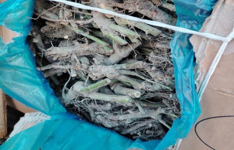    В Оренбуржье пресекли незаконный ввоз 230 тысяч саженцев роз Оренбуржье