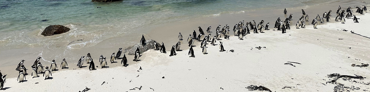 Африканские пингвины