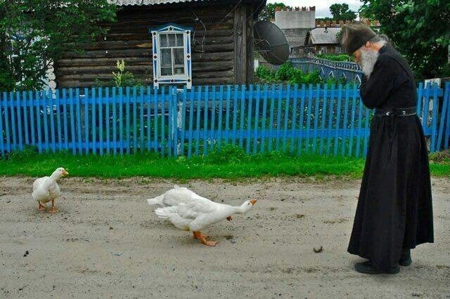 Гуси, гуси га-га-га. Мне же в храм давно пора. Фото Яндекс.Картинки. 
