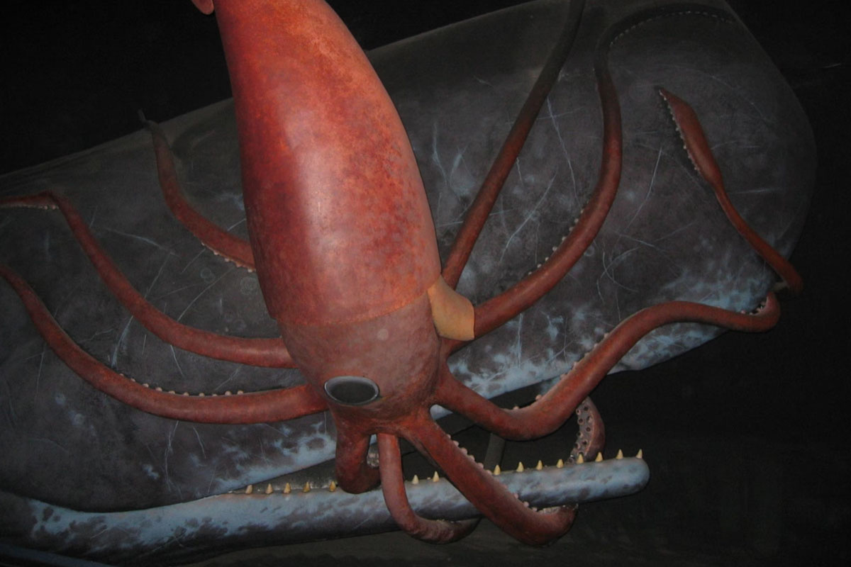 Диорама "гигантский кальмар против кашалота" в Американском музее естественной истории / © nationalgeographic.com