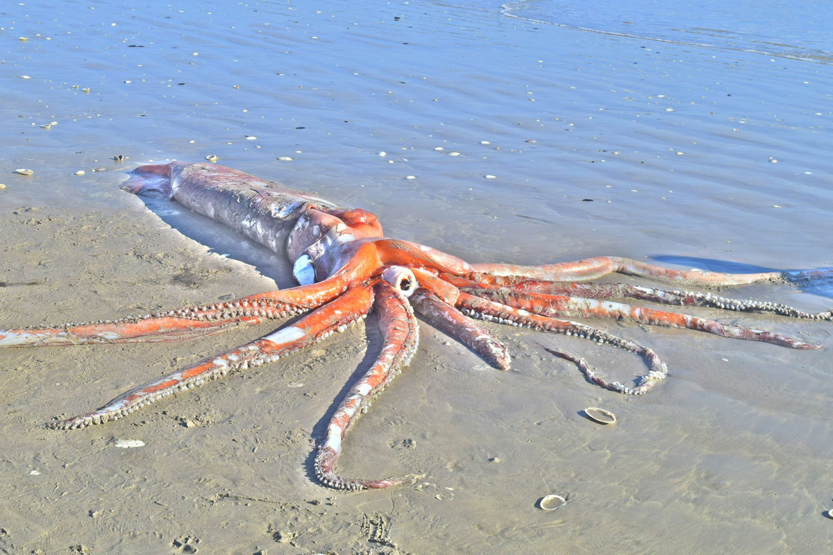 Двухметровый малыш, выброшенный у берегов Южной Африки / © livescience.com