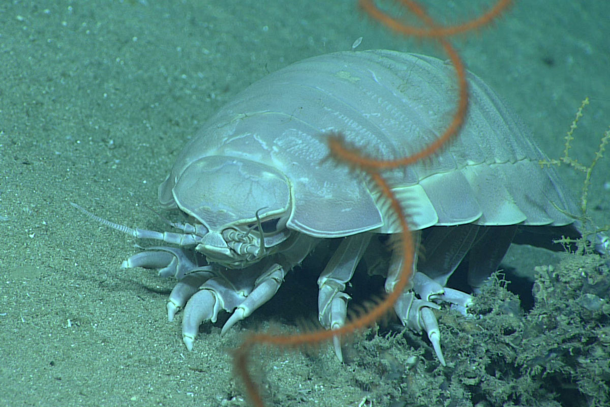 © oceanexplorer.noaa.gov