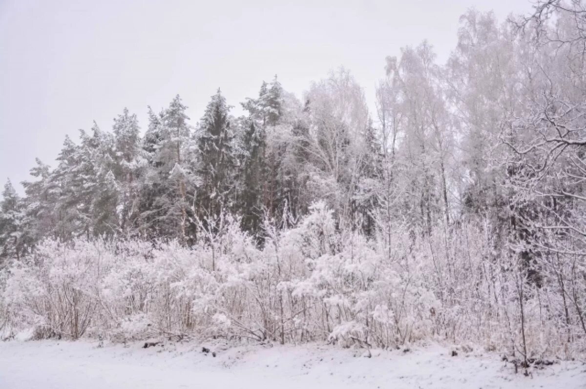    В Туле 16 февраля ожидается небольшой снег и до -9℃