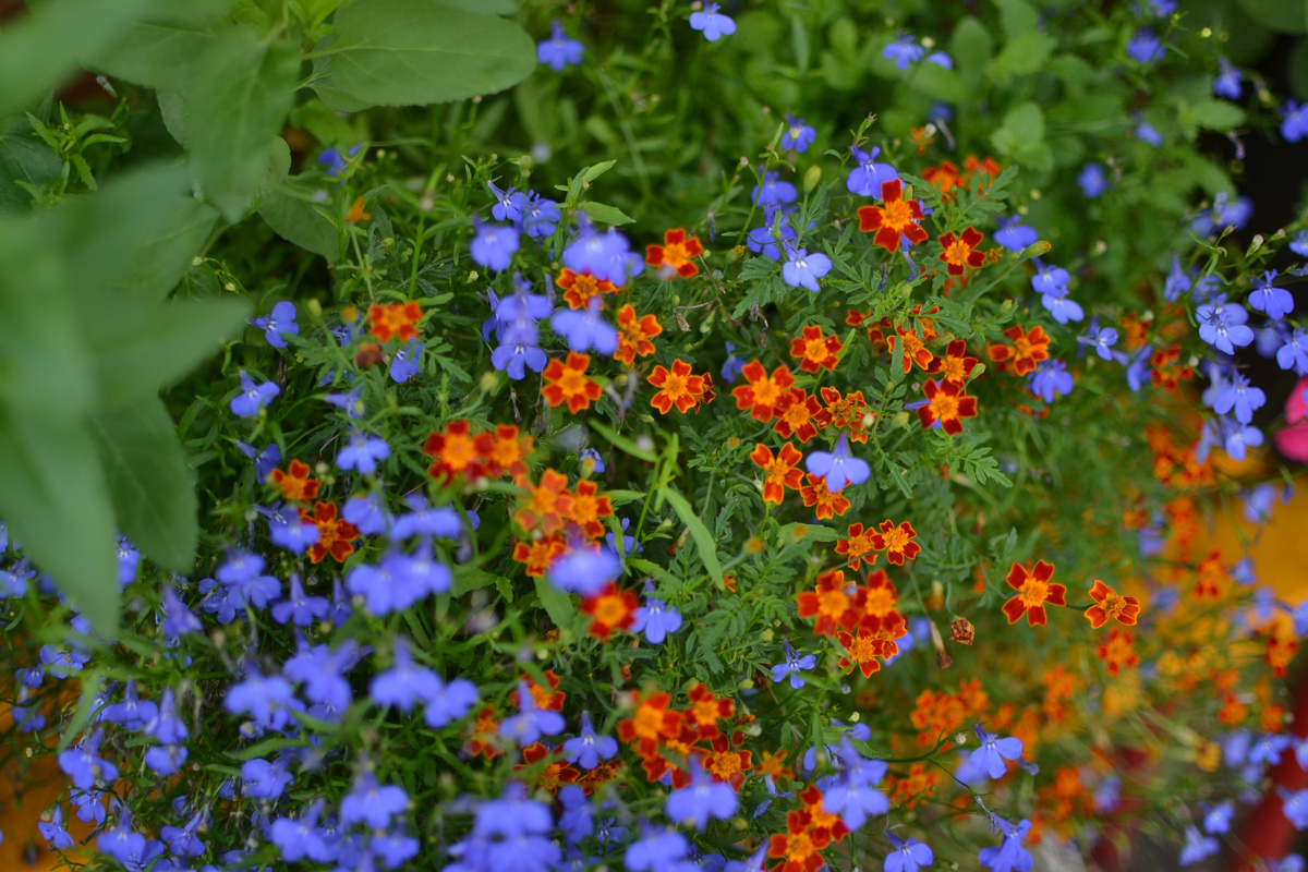 Летний ситец. Лобелия и бархатцы тонколистные в саду моей мамы