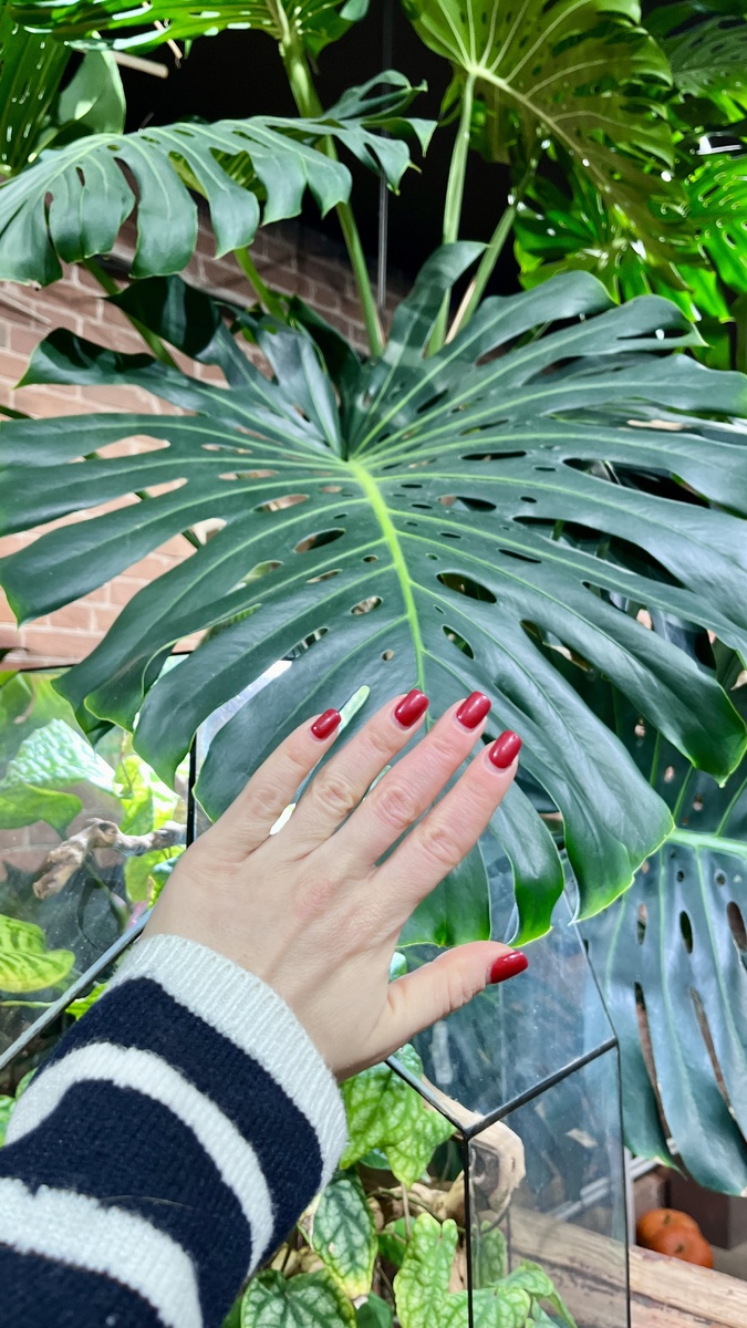 Монстера мечты, настоящие тропики😍