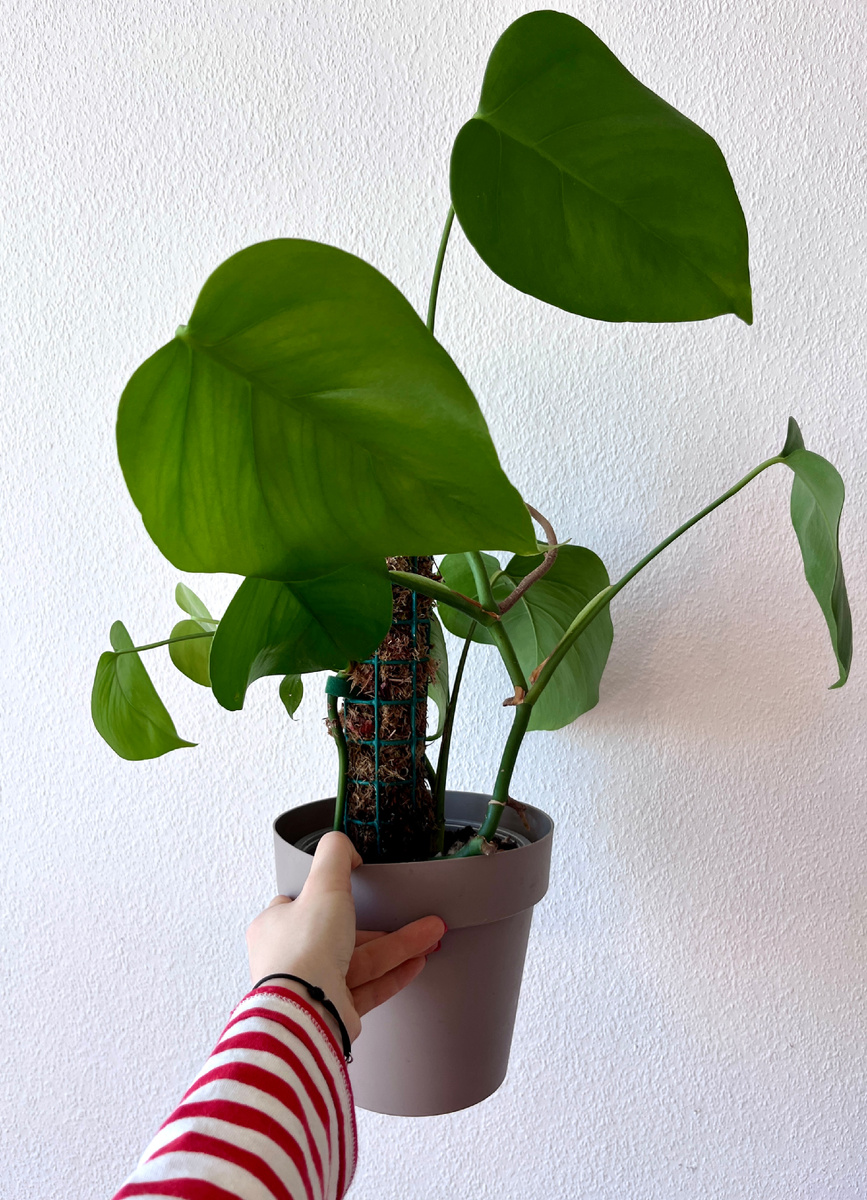 Вот так выглядели черенки монстры, посаженные вместе. Здесь ещё самодельная опора, но мне такой вариант не понравился.