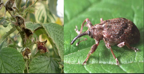 долгоносик выедает и цветы, и ягоды