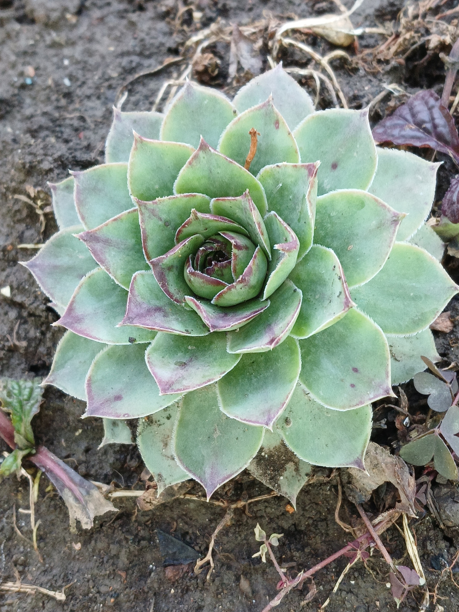 Это растение у меня появилось в каестве благодарности