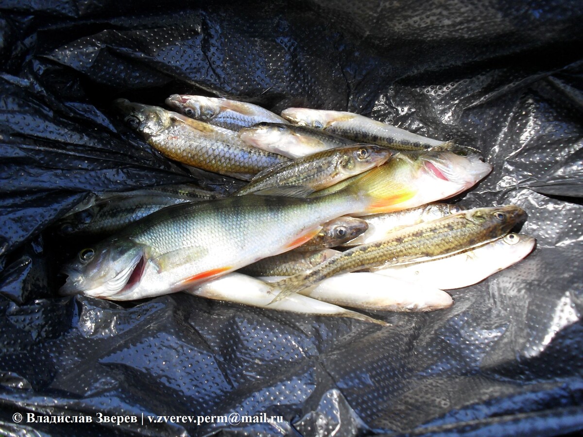 Фото 1. Пойманная рыба.