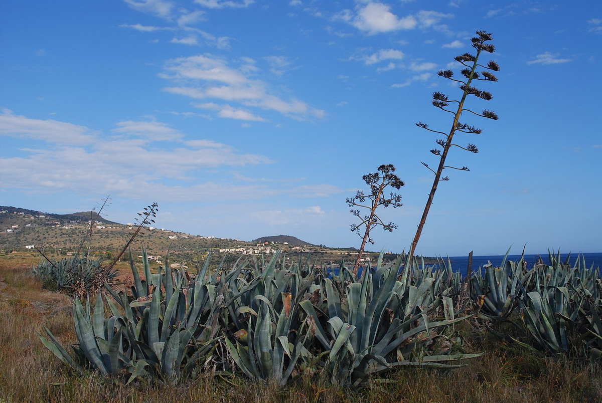 А это голубая агава, за которой не уследили, и она расцвела. Говорят, у некоторых растений цветоносы до 10 метров высотой вымахивают.
