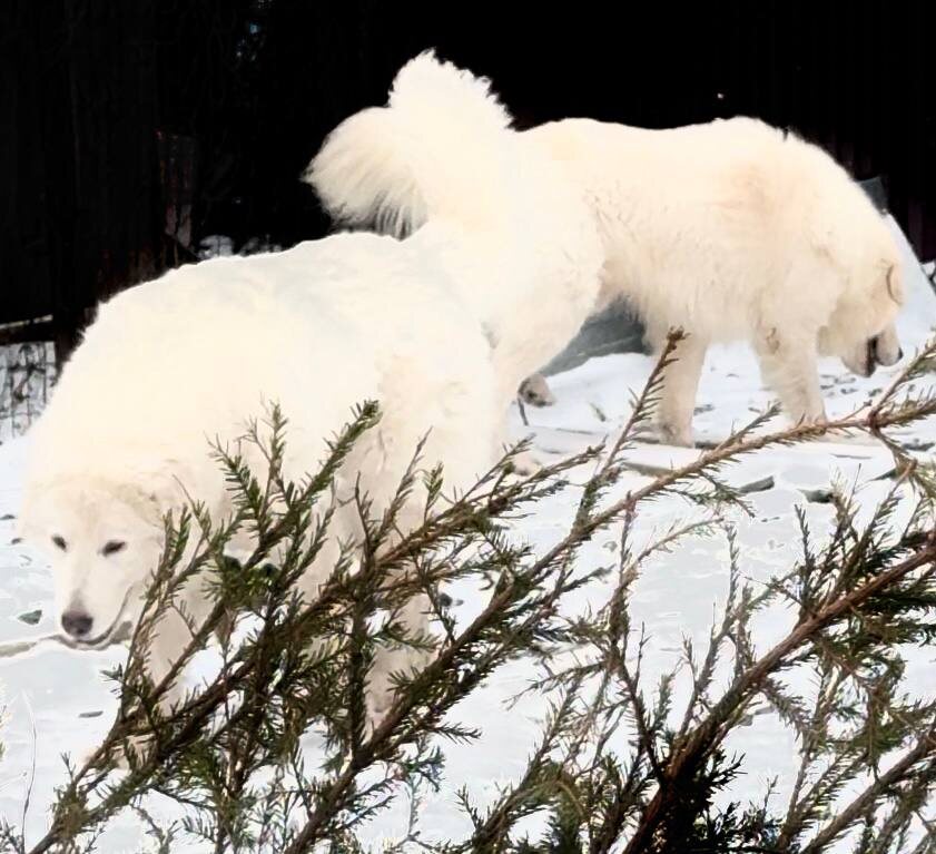На фото Свет Посада Астрид и Вольт Воин из Сибирского снежного царства