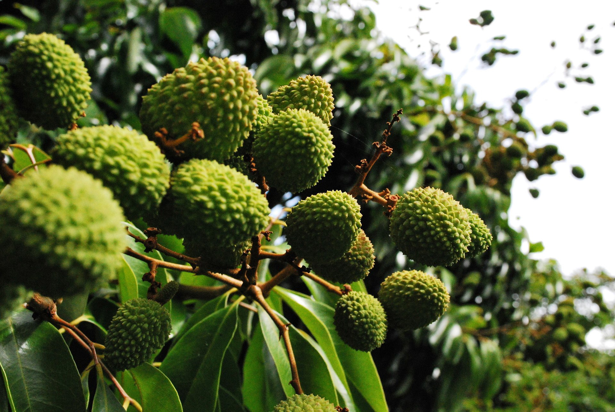 Личи незрелые