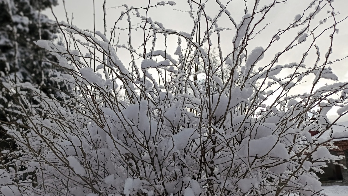 Утренний пушистый снег... Цвета зимы для вдохновения...