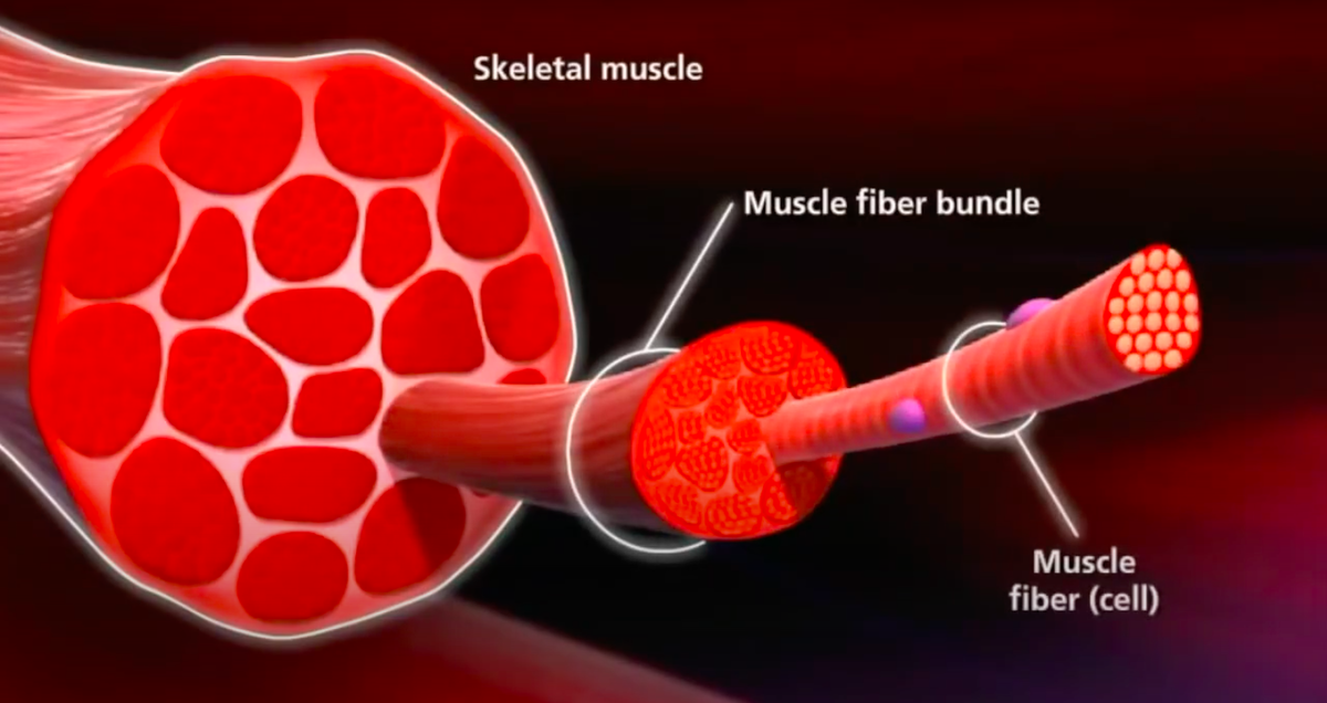 Строение скелетной мышцы