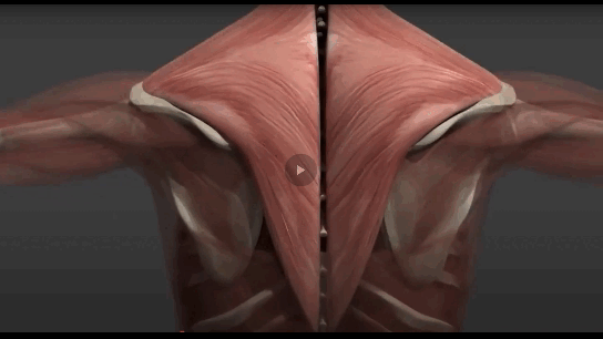 механизм образования триггерной точки