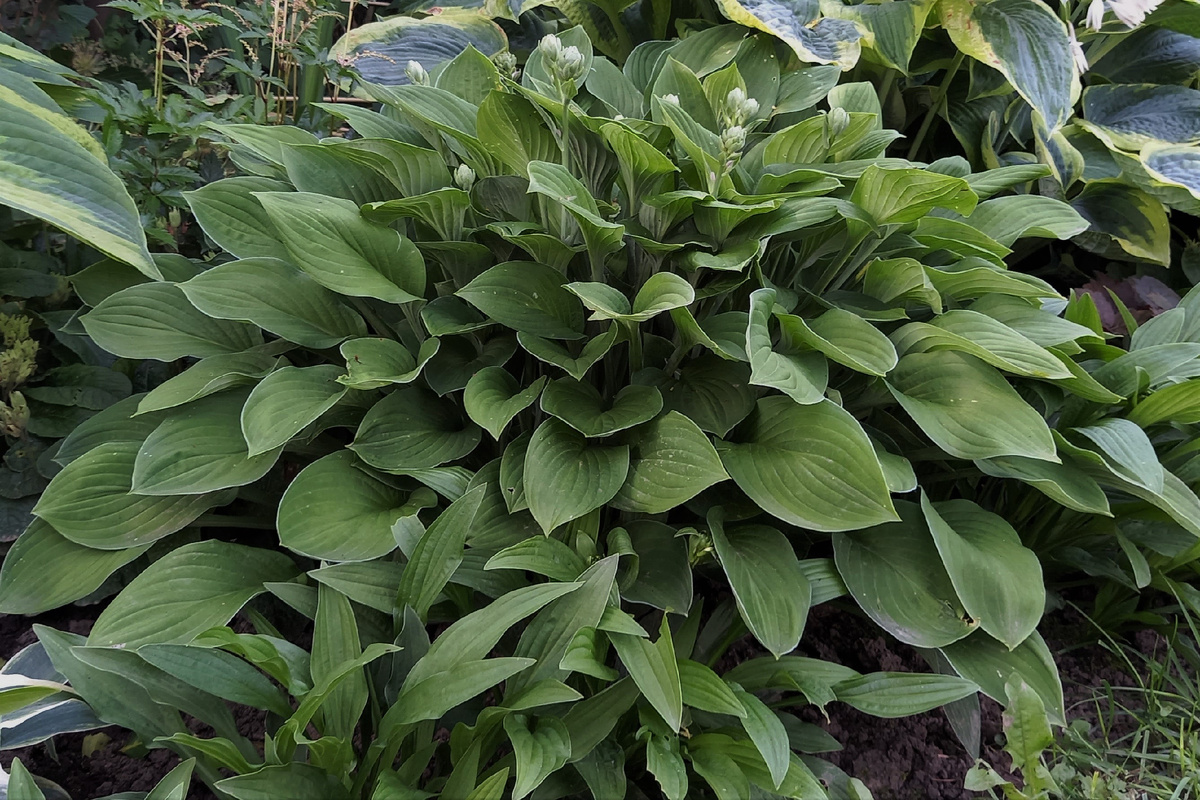 Fortunei Hyacinthina. 2 июля 2024 г.