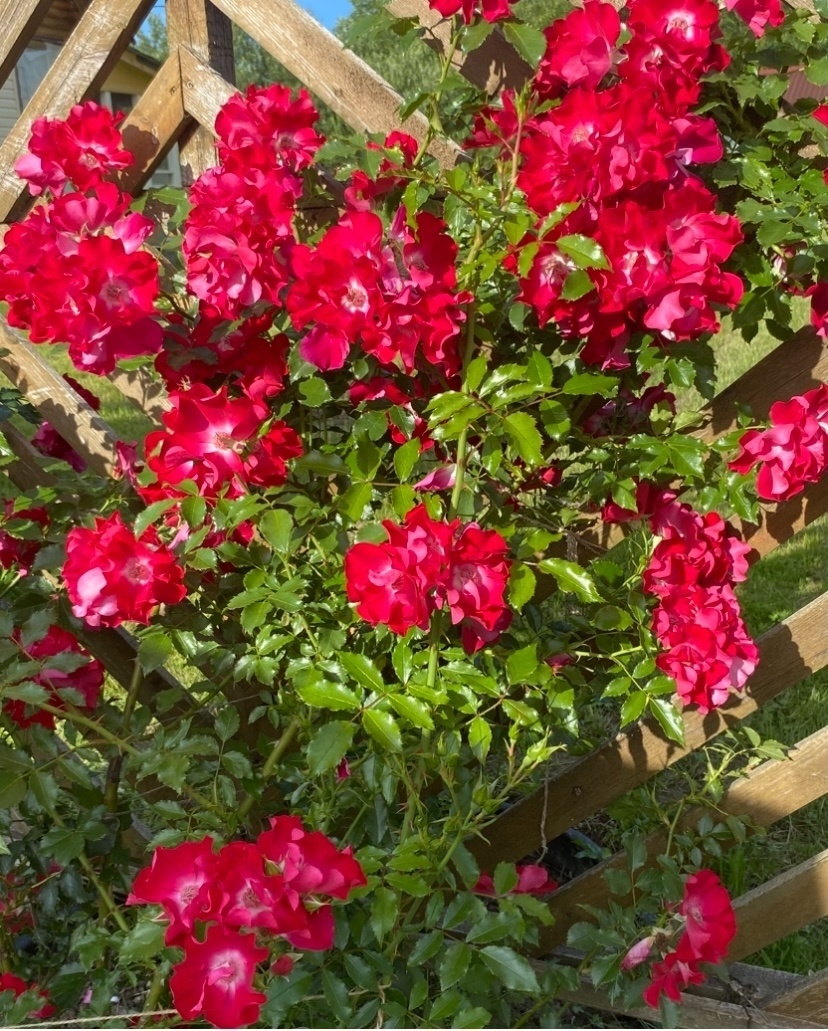 фото Марины