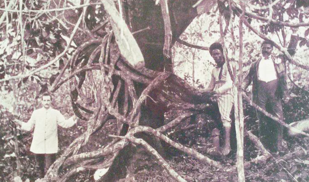 Шепчущее древо